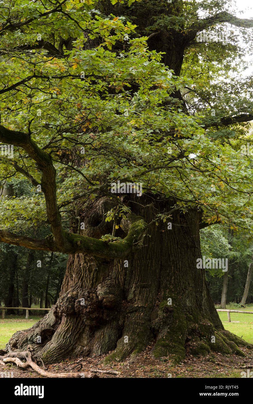Oaktrees in Ivenack Ivenacker Eichen'' Mecklenburg-Vorpommern, Deutschland Stockfoto