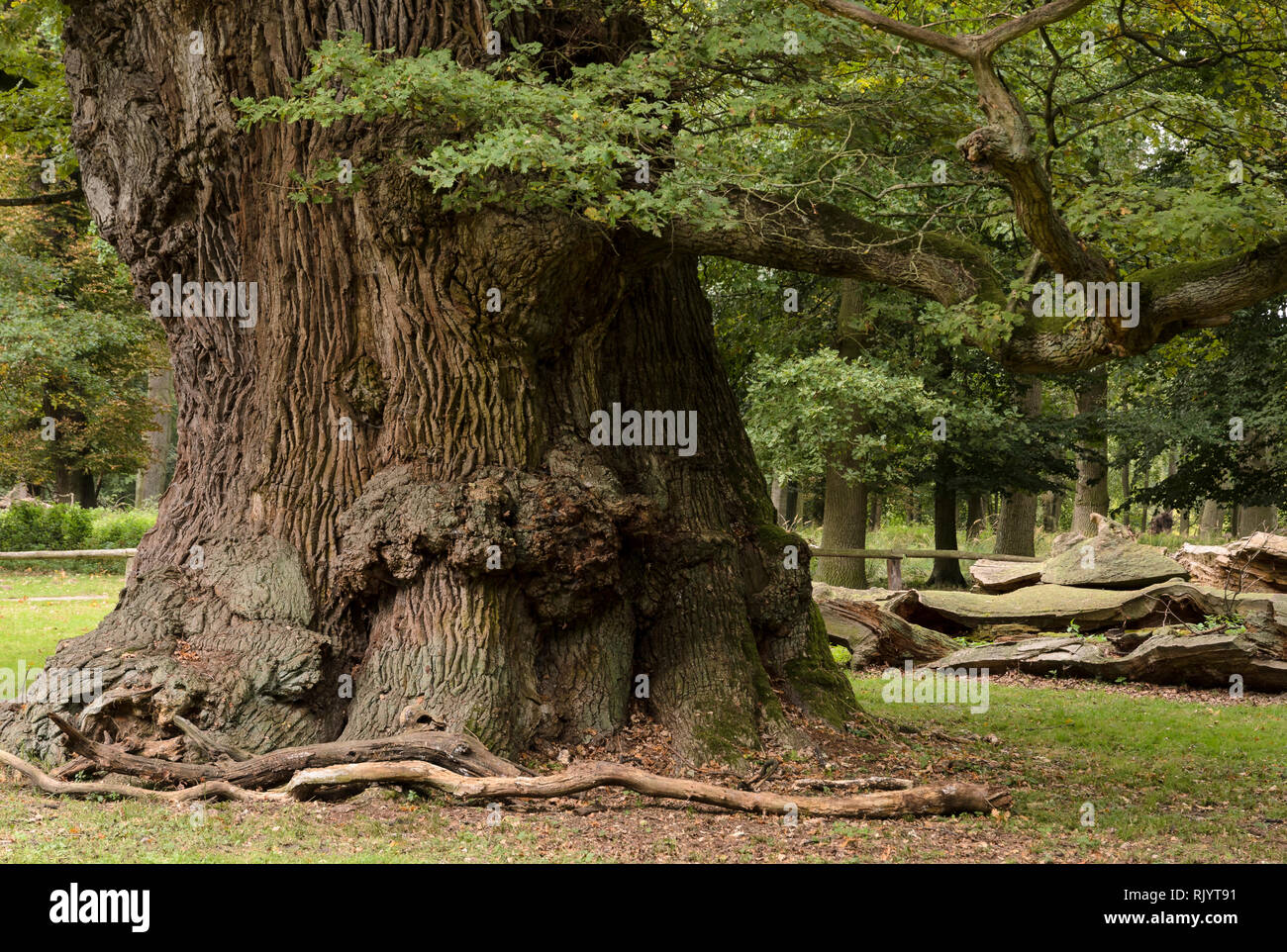 Oaktrees in Ivenack Ivenacker Eichen'' Mecklenburg-Vorpommern, Deutschland Stockfoto