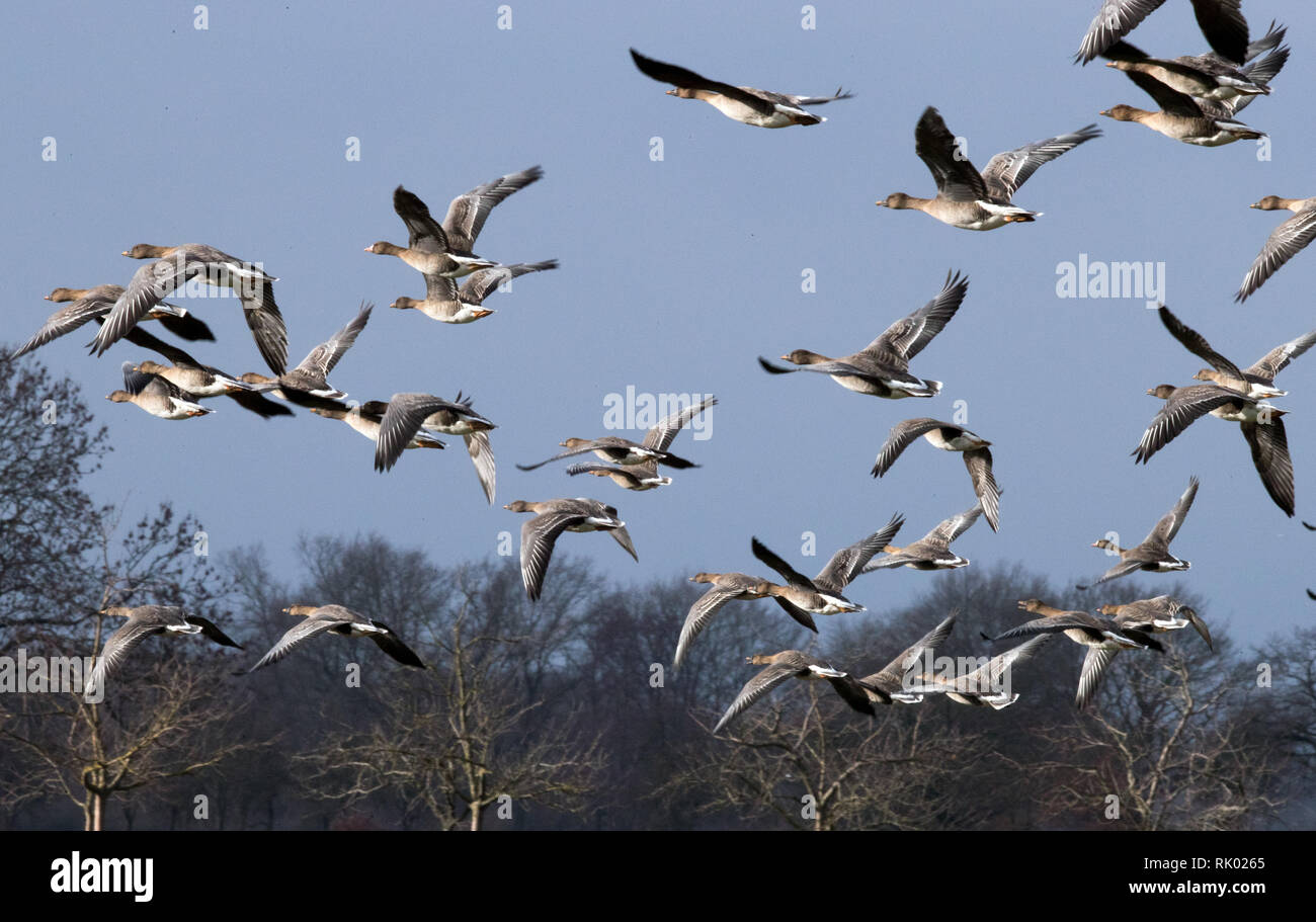 Boizenburg, Deutschland. 08 Feb, 2019. Eine Gruppe von wildgänse fliegt über eine Elbe Wiese. Tausende von Gänsen und Enten sind derzeit Ruhen im Elbetal Naturpark. Credit: Jens Büttner/dpa-Zentralbild/dpa/Alamy leben Nachrichten Stockfoto