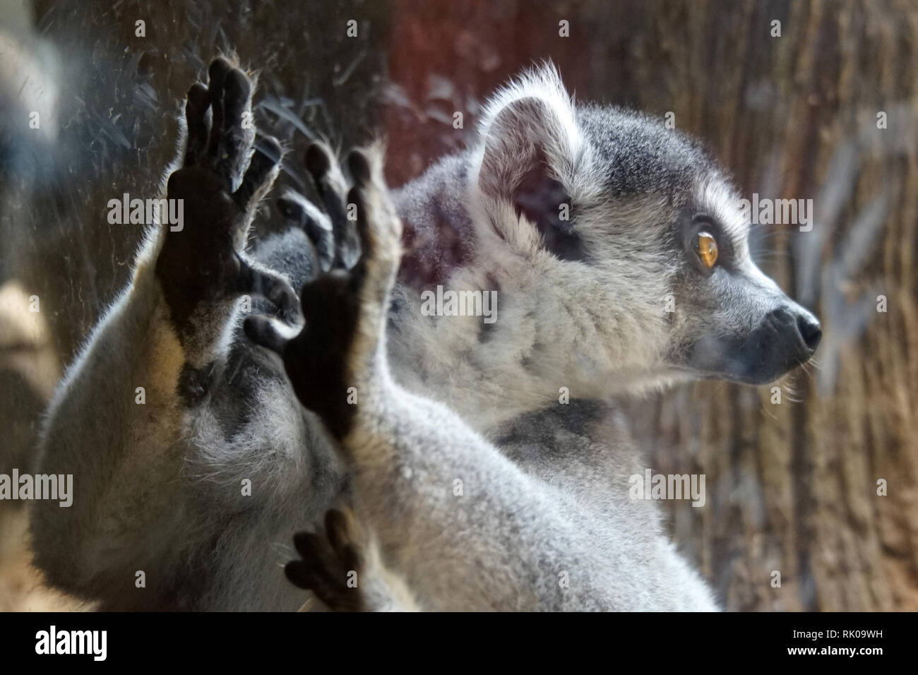 Februar 8, 2019 - SÃ £ £ o Paulo, São Paulo, Brasilien - SÃ £ o Paulo (SP), 08/02/2019 LEMMURES IM SP AQUARIUM - Lemuren werden im Aquarium von SÃ £ o Paulo gesehen. Oder Lemur lemur bezieht sich auf alle Arten Der infraorder Lemuriformes, alle arboreal, endemisch auf der Insel Madagaskar. Sie ähneln den Affen, in Aussehen und Gewohnheiten, sind aber mit einem Maulkorb erinnert an die Fox ausgestattet, große Augen, wolligen Fell, sehr weich, und in der Regel lang und behaarten Schwanz. Credit: Cris Fafa/ZUMA Draht/Alamy leben Nachrichten Stockfoto