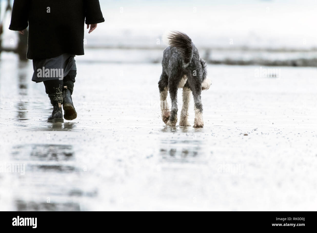 Erwachsener mit einem Hund spazieren am Sandstrand am Meer Stockfoto