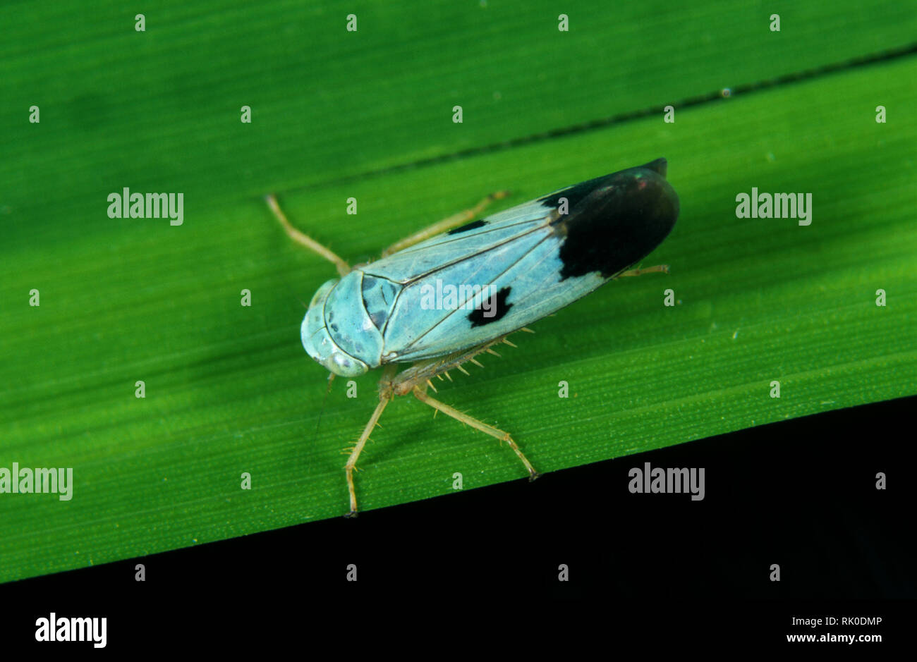 Blaue Farbe Variation eines grünen Paddy leafhopper, Nephotettix virescens, biotypen von diesem Schädling-spezies Stockfoto