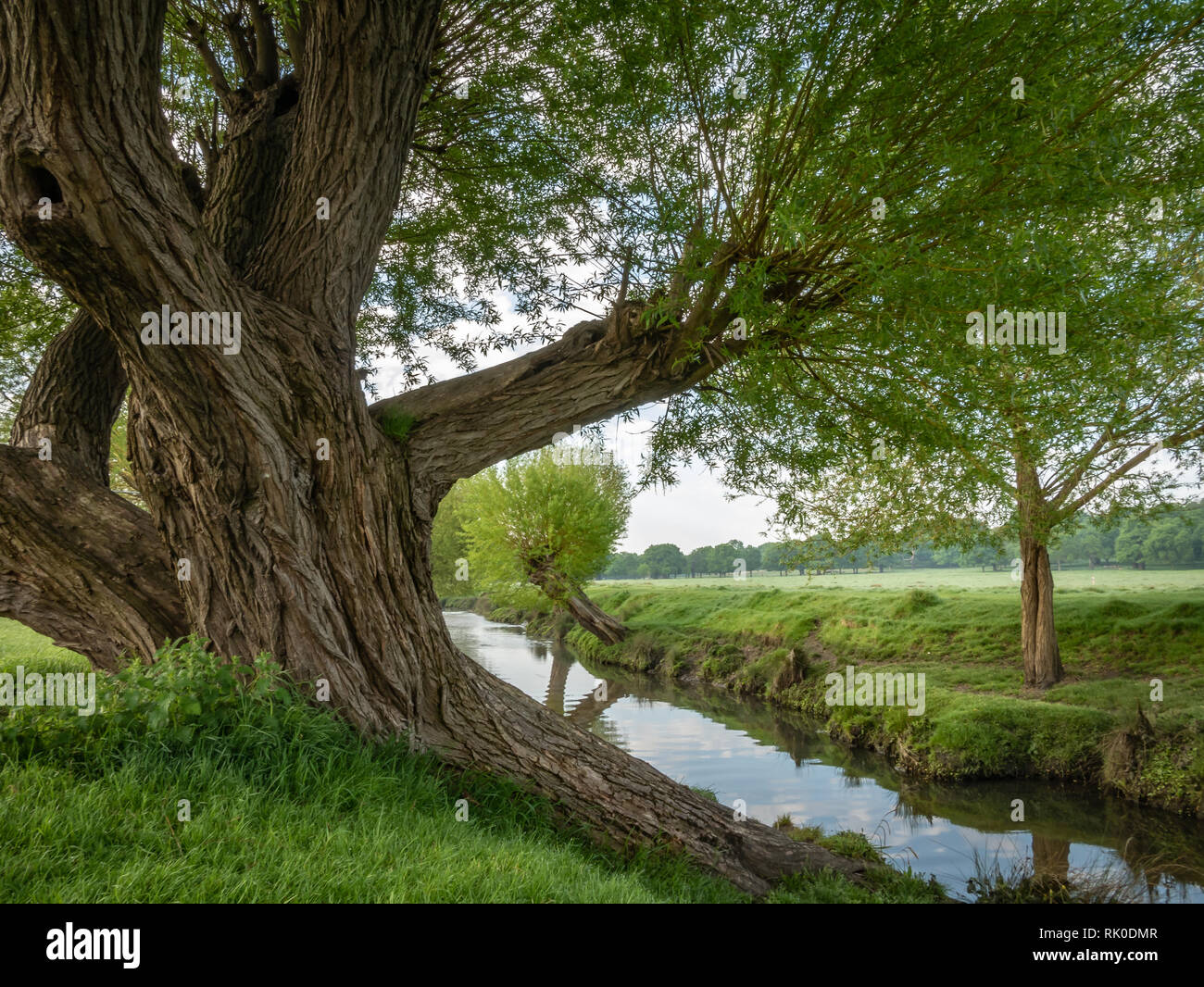 Willow Bäume an einem Flussufer Stockfoto