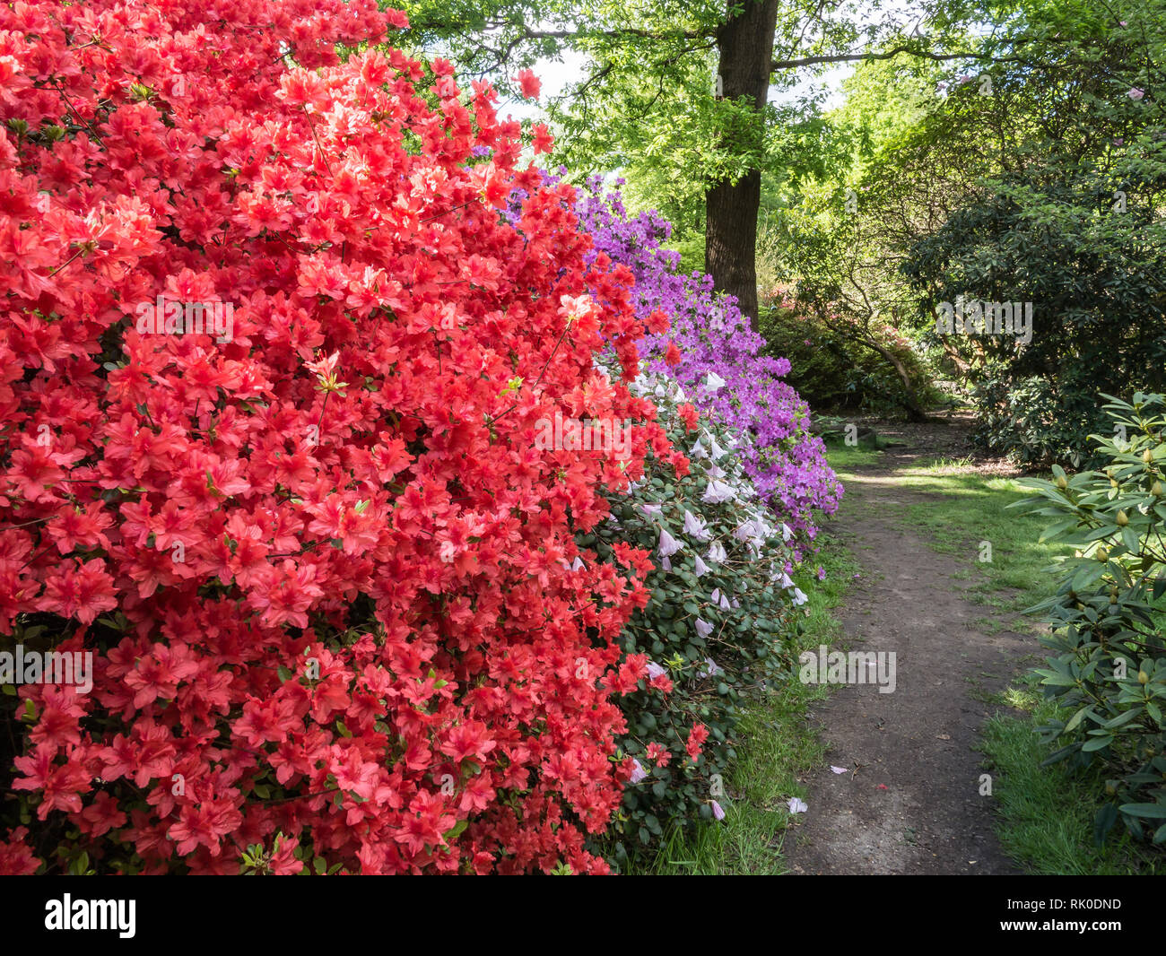 Rote azaleen im park Fotos und Bildmaterial in hoher Auflösung Alamy