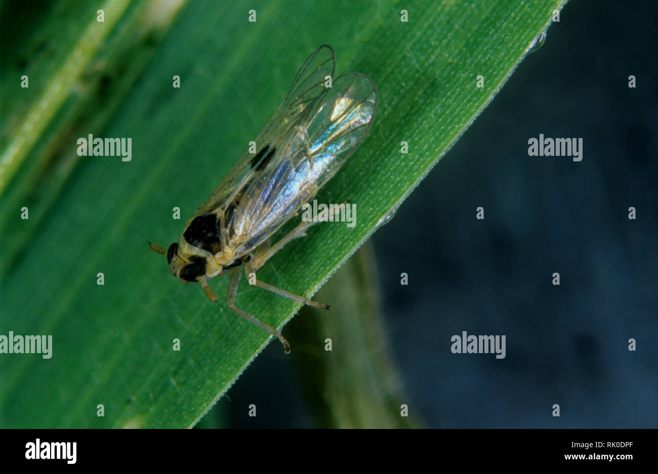 Kleine braune planthopper, Laodelphax striatellus, Erwachsene auf einer Reis Blatt Stockfoto
