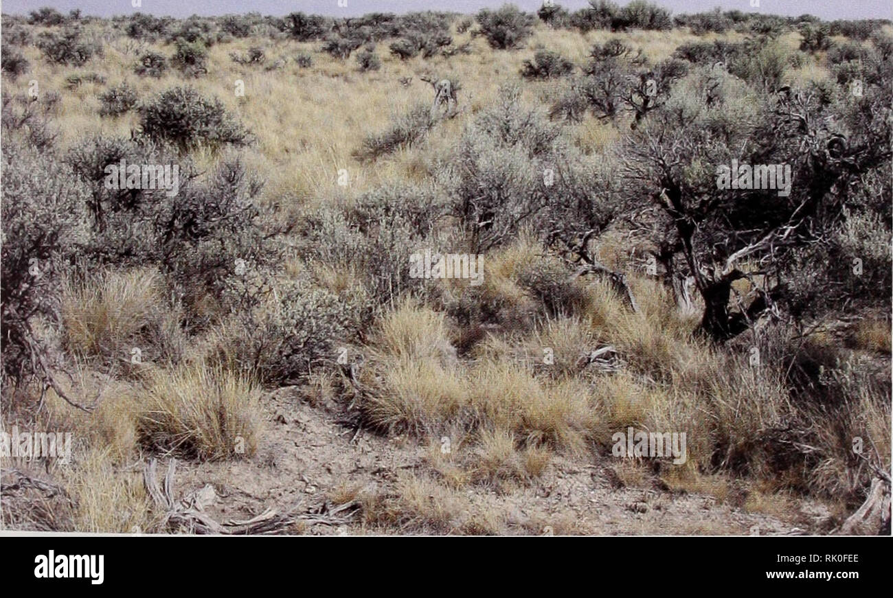 . Bewertung Big sagebrush auf mehreren räumlichen Skalen: ein Beispiel im Südosten von Oregon. Big sagebrush; Sagebrush; Sage grouse; Lebensraum (Ökologie); Überwachung der Vegetation Vegetation Dynamics; Bereich Ökologie. Unterklassen der Klasse 3 Unterklasse 3 (A): Diese Vegetation hat einen Strauch Komponente von Wyoming big Salbei dominiert - Pinsel, mit einem unterwuchs von einheimischen Gräsern (ca. 10 Prozent canopy Abdeckung) und forbs (weniger als 10 % überschirmungsgrad) und intakten biologischen Boden Krusten in interplant Räume, repräsentiert der Zinsgarantie der potentiellen natürlichen Gemeinschaft (Miller und Eddleman 2001) (Abbildung 20). Unterklasse 3 (A) Wyoming bi Stockfoto