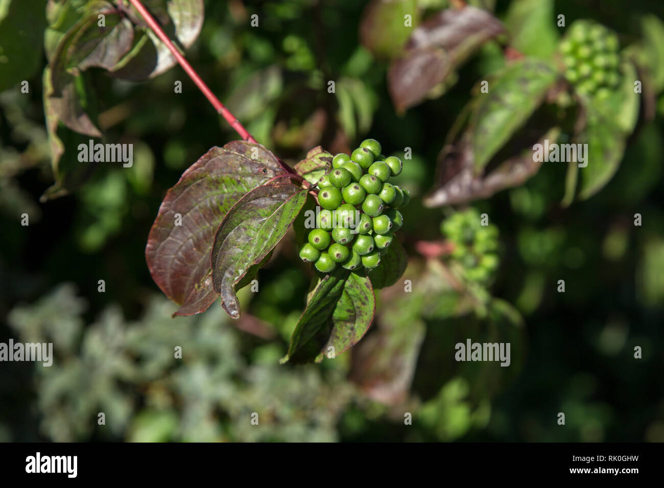 Grüne Beeren / Grüne Beeren an Ästen Stockfoto