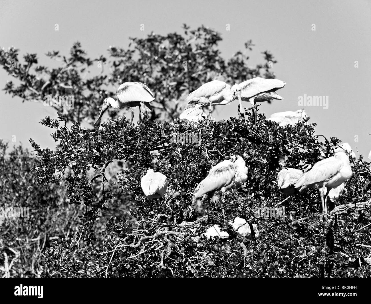 Vögel tree top schwarz weiß Stockfoto