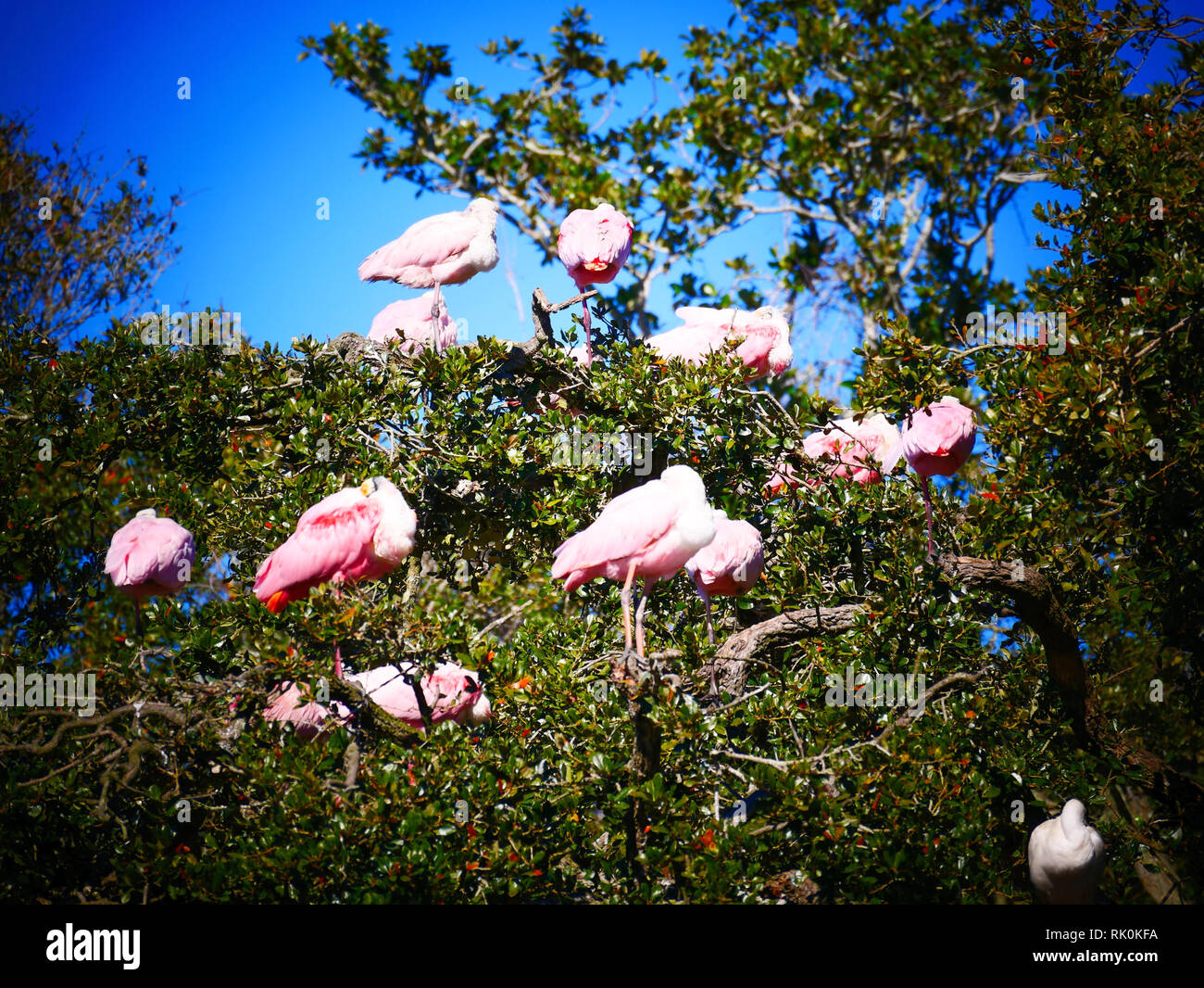 Rosa Vögel am Baum Stockfoto