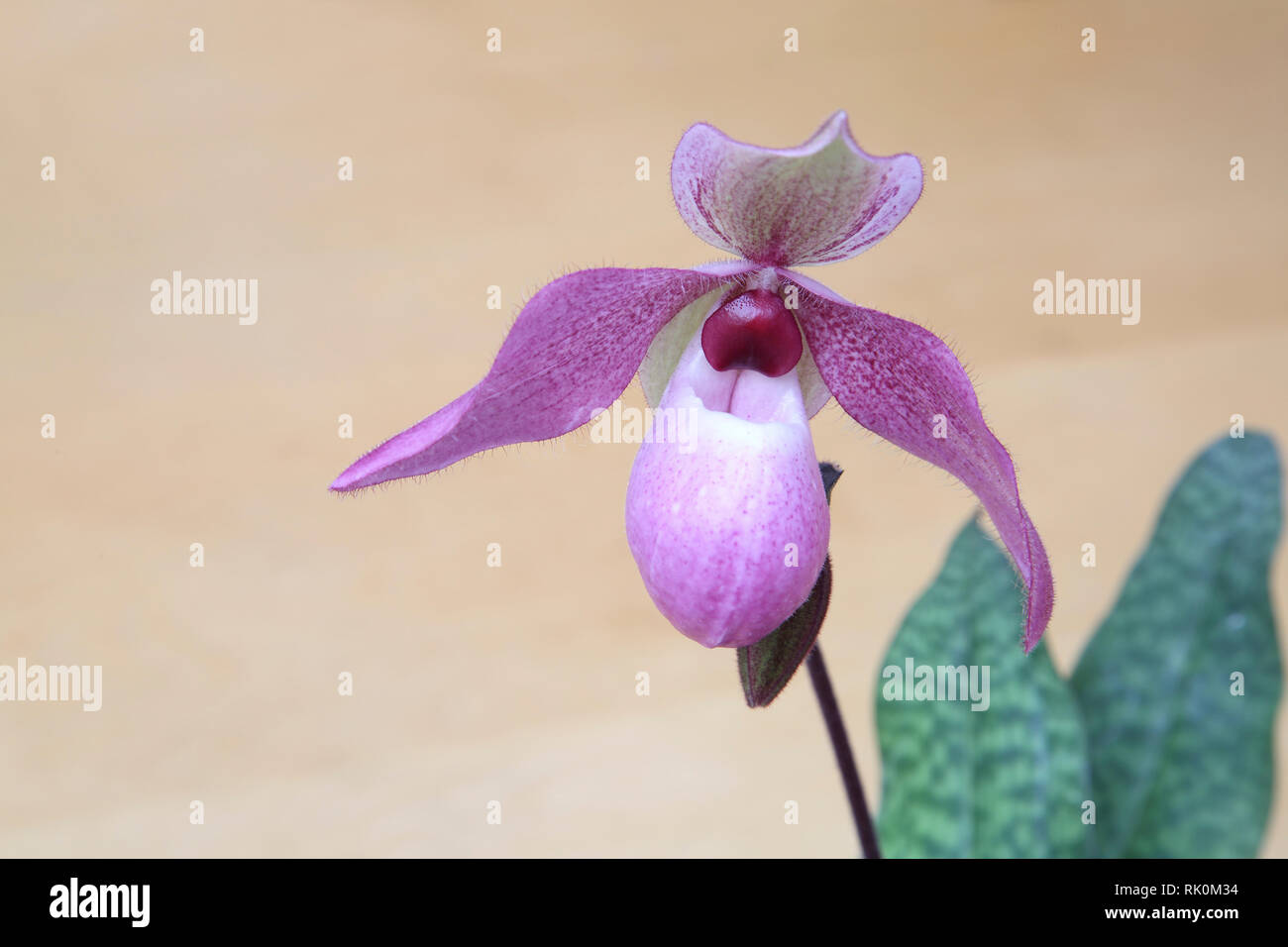 Seltene Paphiopedilum delenatii x deloph. (glaucophyllum) Orchidee Pflanze in Blüte Stockfoto