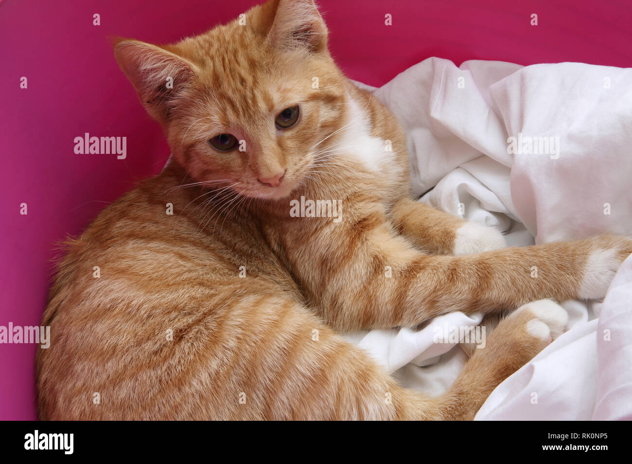Junge Tom Cat Ingwer und weißen Festlegung in der Waschmaschine Warenkorb Stockfoto