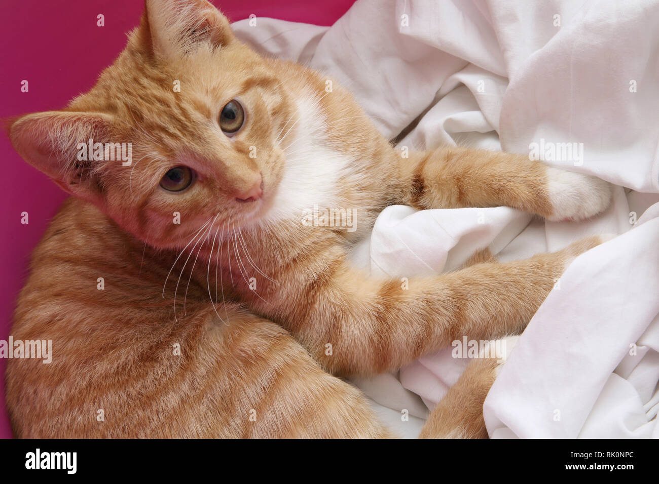 Junge Tom Cat Ingwer und weißen Festlegung in der Waschmaschine Warenkorb Stockfoto