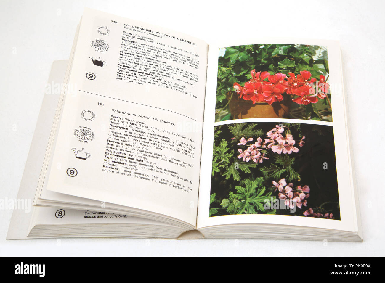 Die Macdonald Enzyklopädie der Pflanzen und Blumen Stockfoto