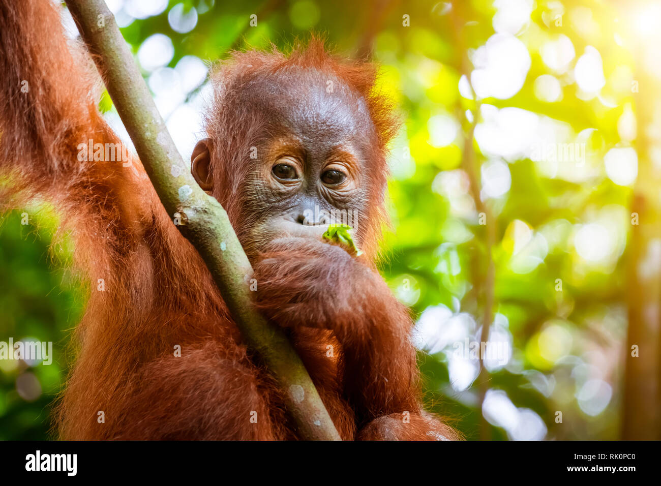 Tiere in freier Wildbahn. Orang-utan Cute Baby im tropischen Regenwald Relaxen auf Bäume und sieht sich um gegen grüne Dschungel und strahlende Sonne für den Hintergrund. En Stockfoto