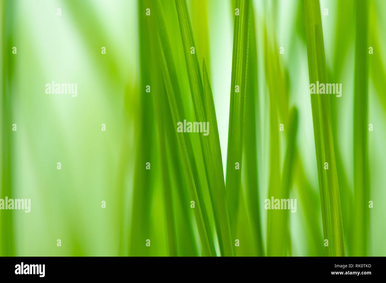 Unschärfe-effekte im grünen Frühling Gras als abstrakte natürlichen Hintergrund Stockfoto