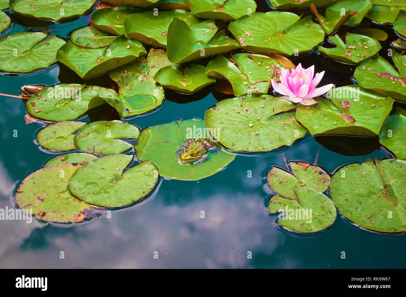 Sitzt auf dem blatt der seerose Fotos und Bildmaterial in hoher