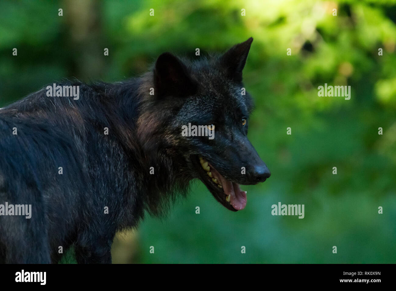 Wolfskopf tattoo Fotos und Bildmaterial in hoher Auflösung Seite 2 Alamy