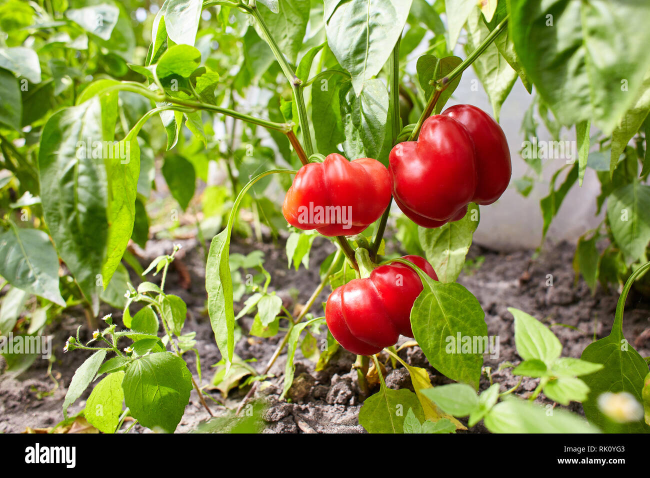Paprika Wachsen Im Garten Paprika Ist Reifung Auf Dem Gemusebeet