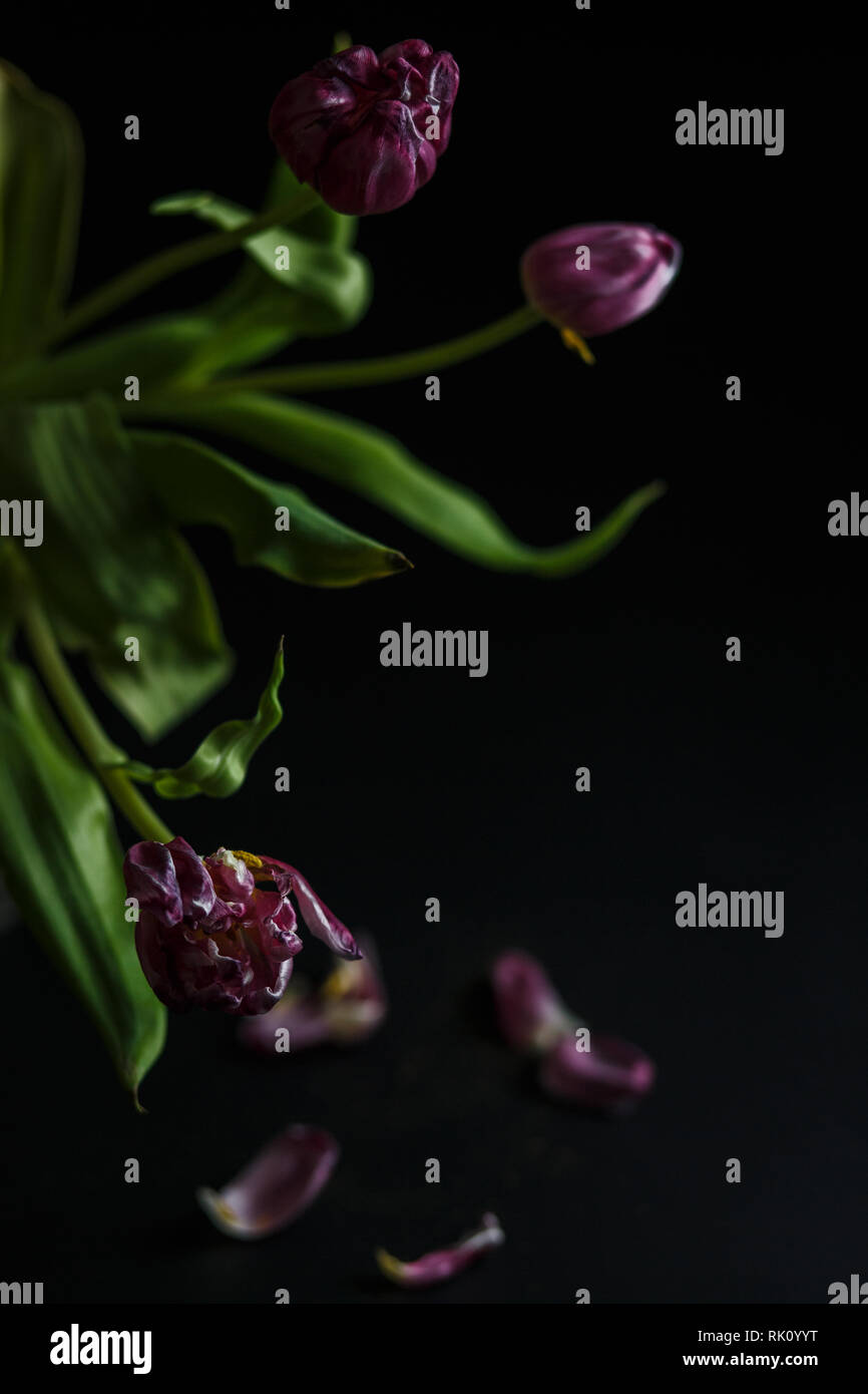 Blumenstrauß aus Tulpen Welken auf einem schwarzen depressiven Hintergrund. Gefallenen Blütenblätter der Tulpen auf einem dunklen Hintergrund. Makroaufnahme. Depressive alte Blumenstrauß Stockfoto