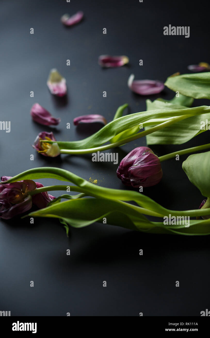 Blumenstrauß aus Tulpen Welken auf einem schwarzen depressiven Hintergrund. Gefallenen Blütenblätter der Tulpen auf einem dunklen Hintergrund. Makroaufnahme. Depressive alte Blumenstrauß Stockfoto