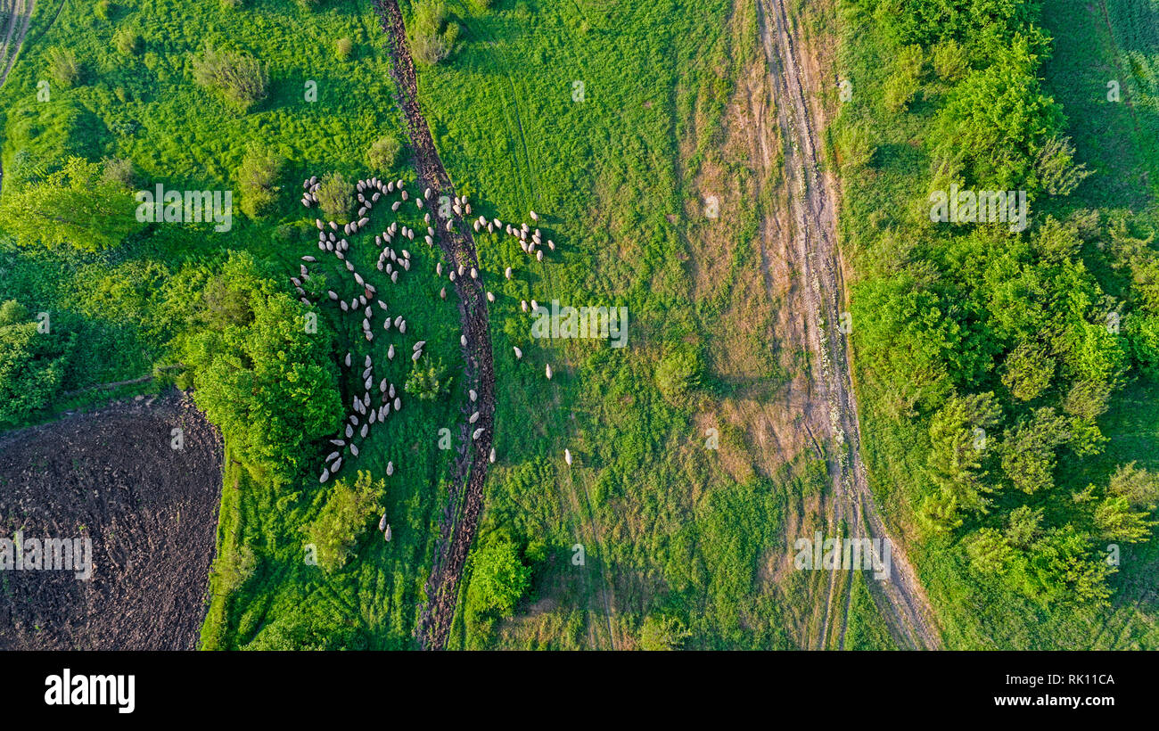 Sicht von oben Foto von Wiese mit Schafe Rinder grasen Gras ihre langen Schatten angezeigt von Sonnenuntergang im Gras Feld diese Kühe sind in der Regel für d Stockfoto