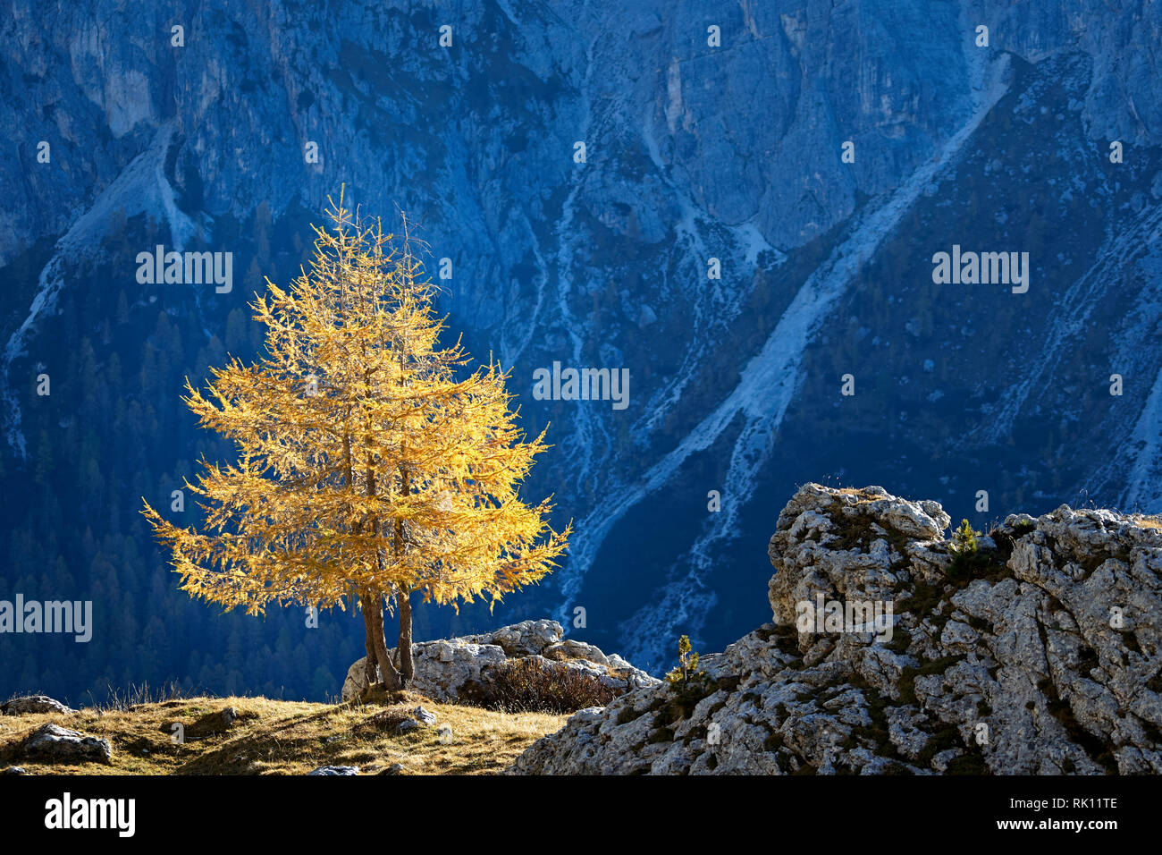 Einzelzimmer lärche Baum in der Nähe von Passo Giay, Dolomiten, Venetien, Italien Stockfoto