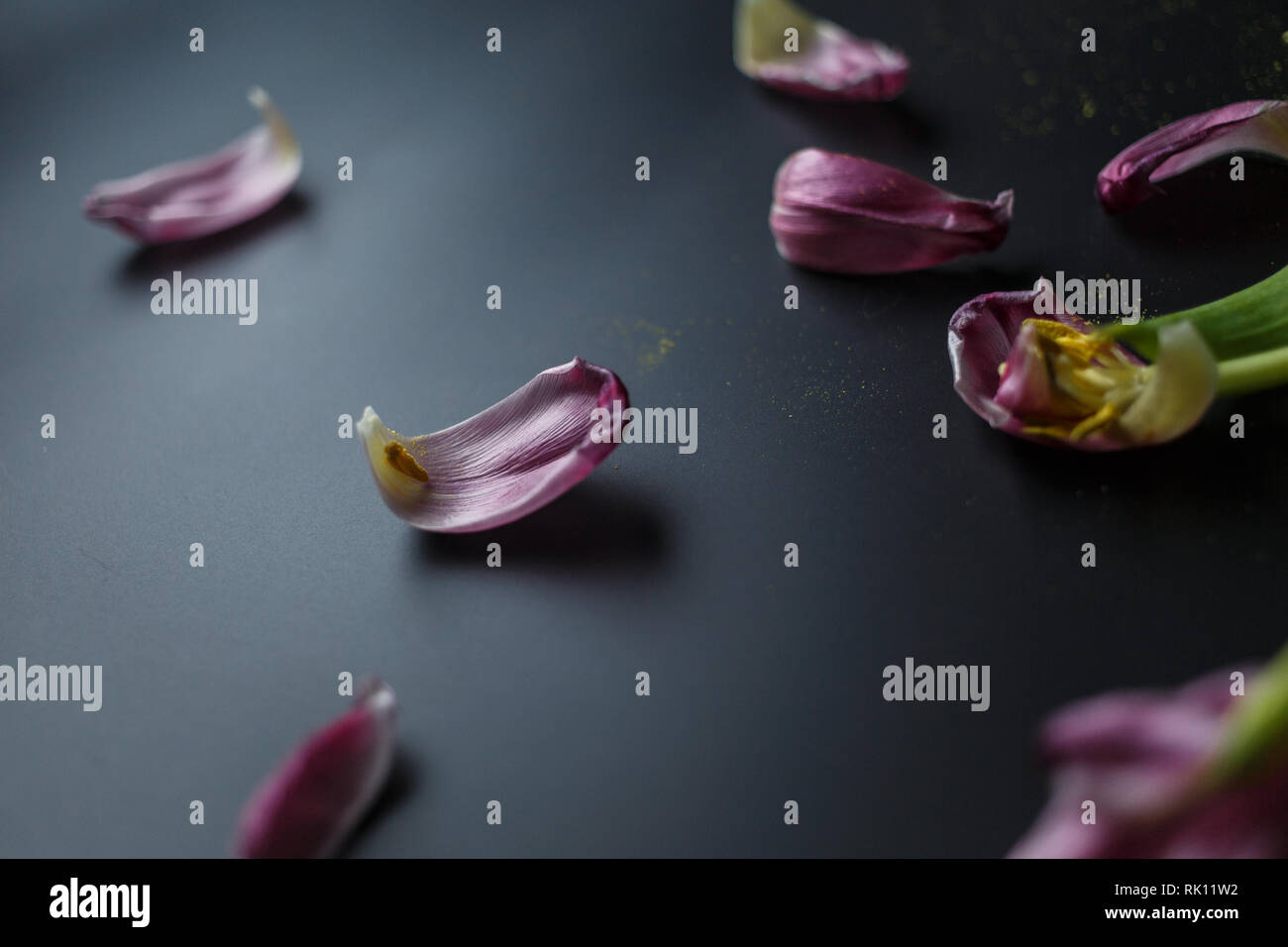 Blumenstrauß aus Tulpen Welken auf einem schwarzen depressiven Hintergrund. Gefallenen Blütenblätter der Tulpen auf einem dunklen Hintergrund. Makroaufnahme. Depressive alte Blumenstrauß Stockfoto