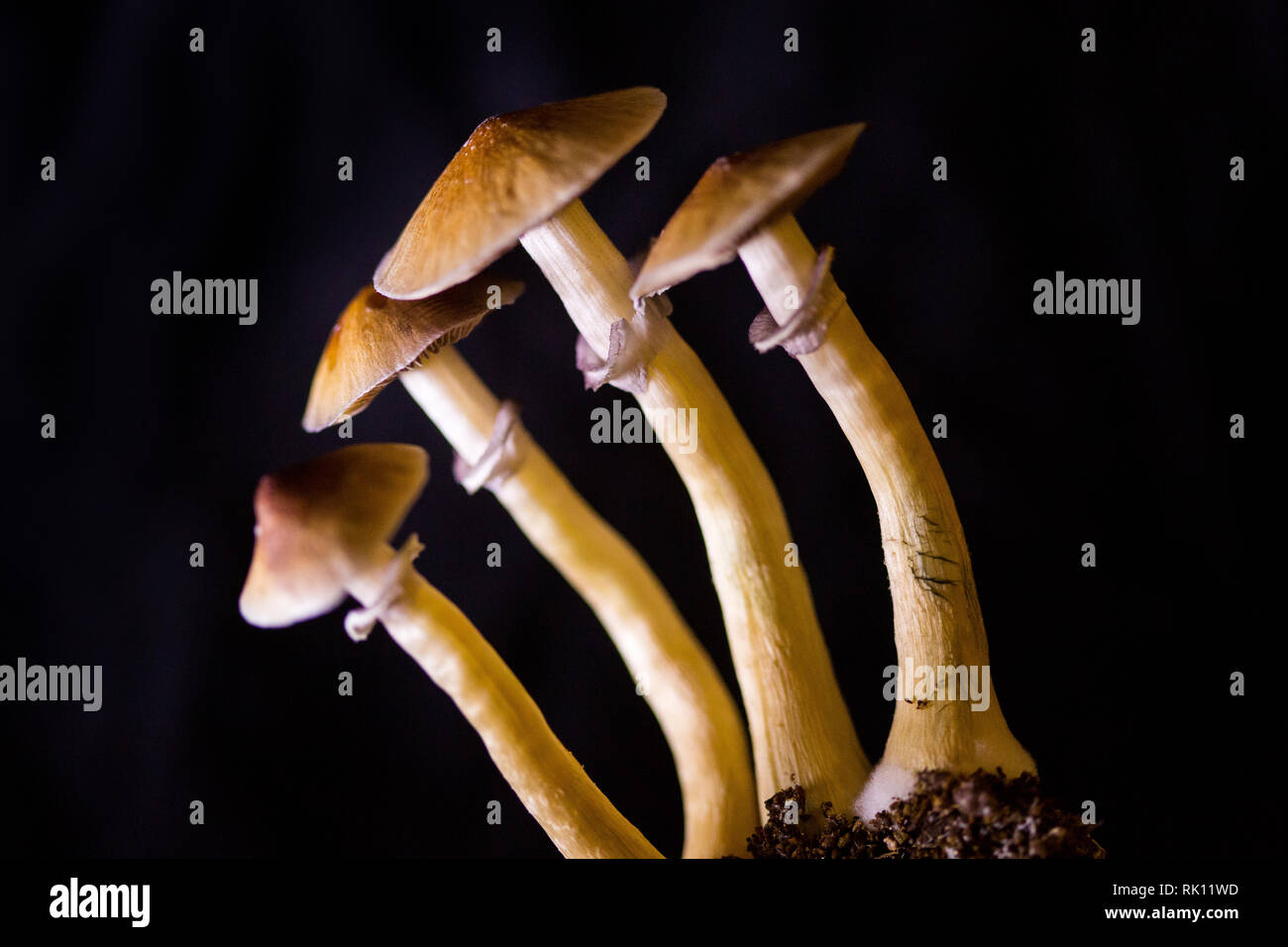 Psilocybe cubensis - vier frische Pilze im Boden mit einem schwarzen Hintergrund - Psilocybe cubensis ist eine Pflanzenart aus der Gattung der psychedelischen Pilze Stockfoto