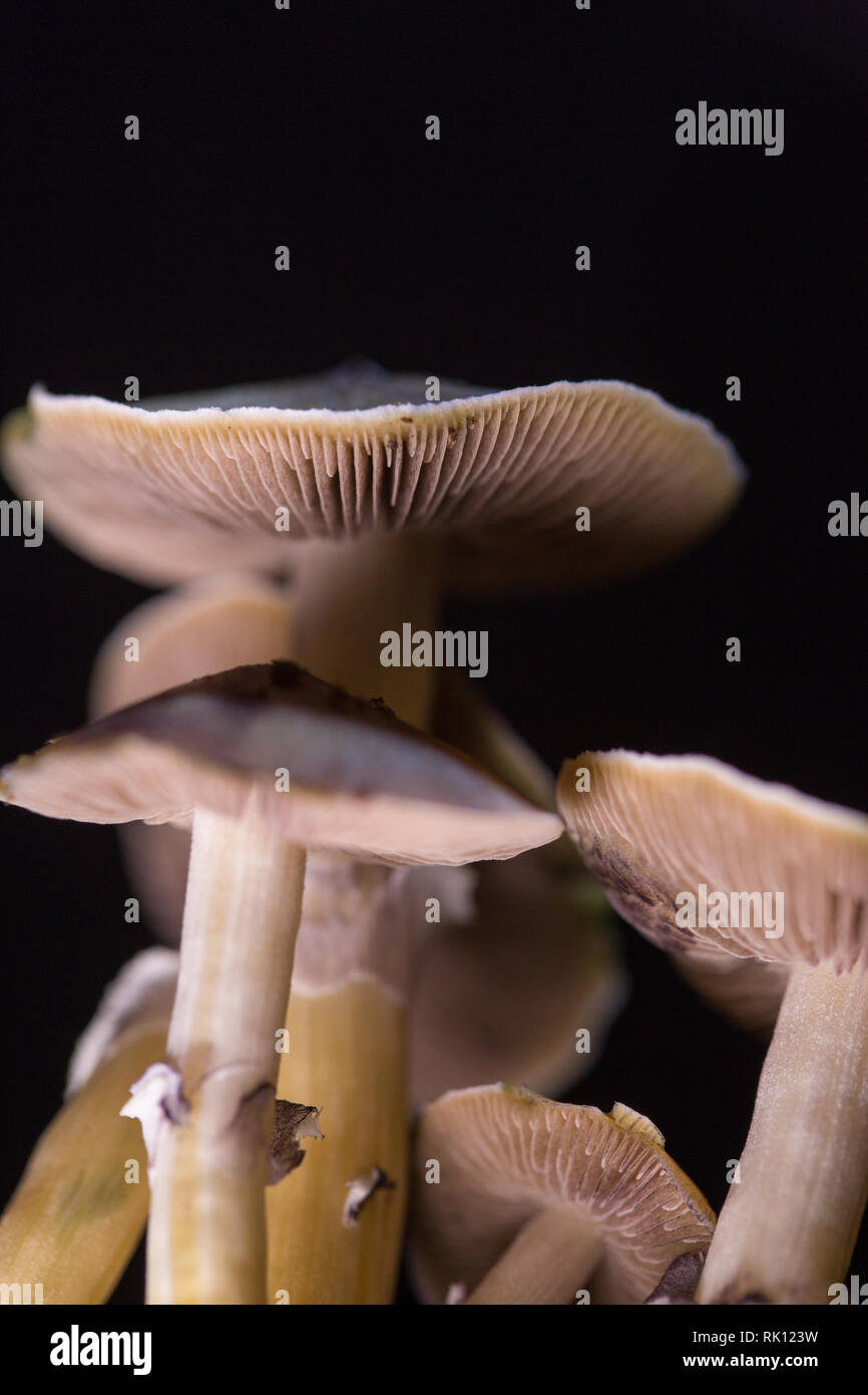 Psilocybe cubensis - Frische Pilze im Boden mit einem schwarzen Hintergrund - Psilocybe cubensis ist eine Pflanzenart aus der Gattung der psychedelischen Pilze Stockfoto