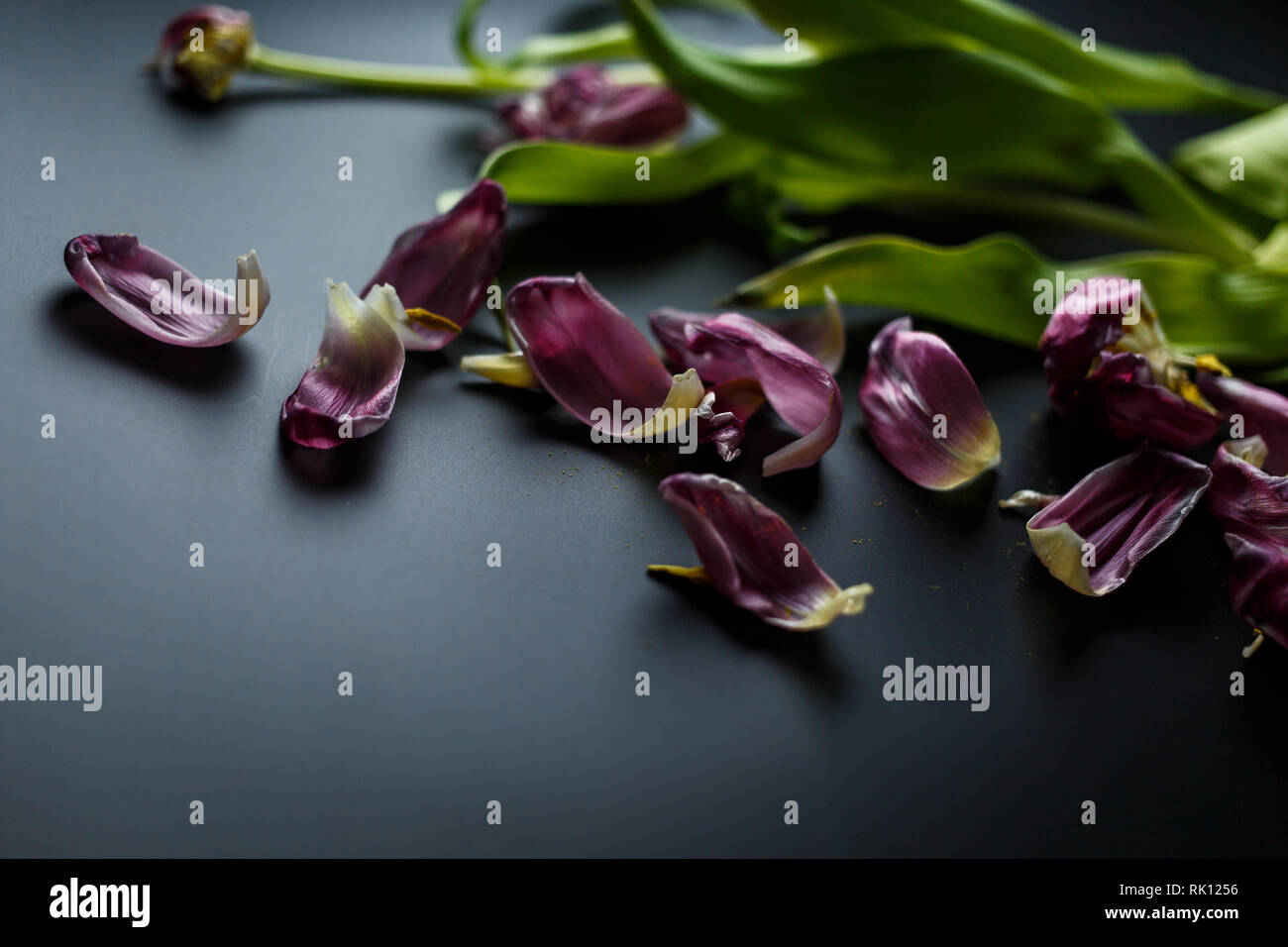 Blumenstrauß aus Tulpen Welken auf einem schwarzen depressiven Hintergrund. Gefallenen Blütenblätter der Tulpen auf einem dunklen Hintergrund. Makroaufnahme. Depressive alte Blumenstrauß Stockfoto