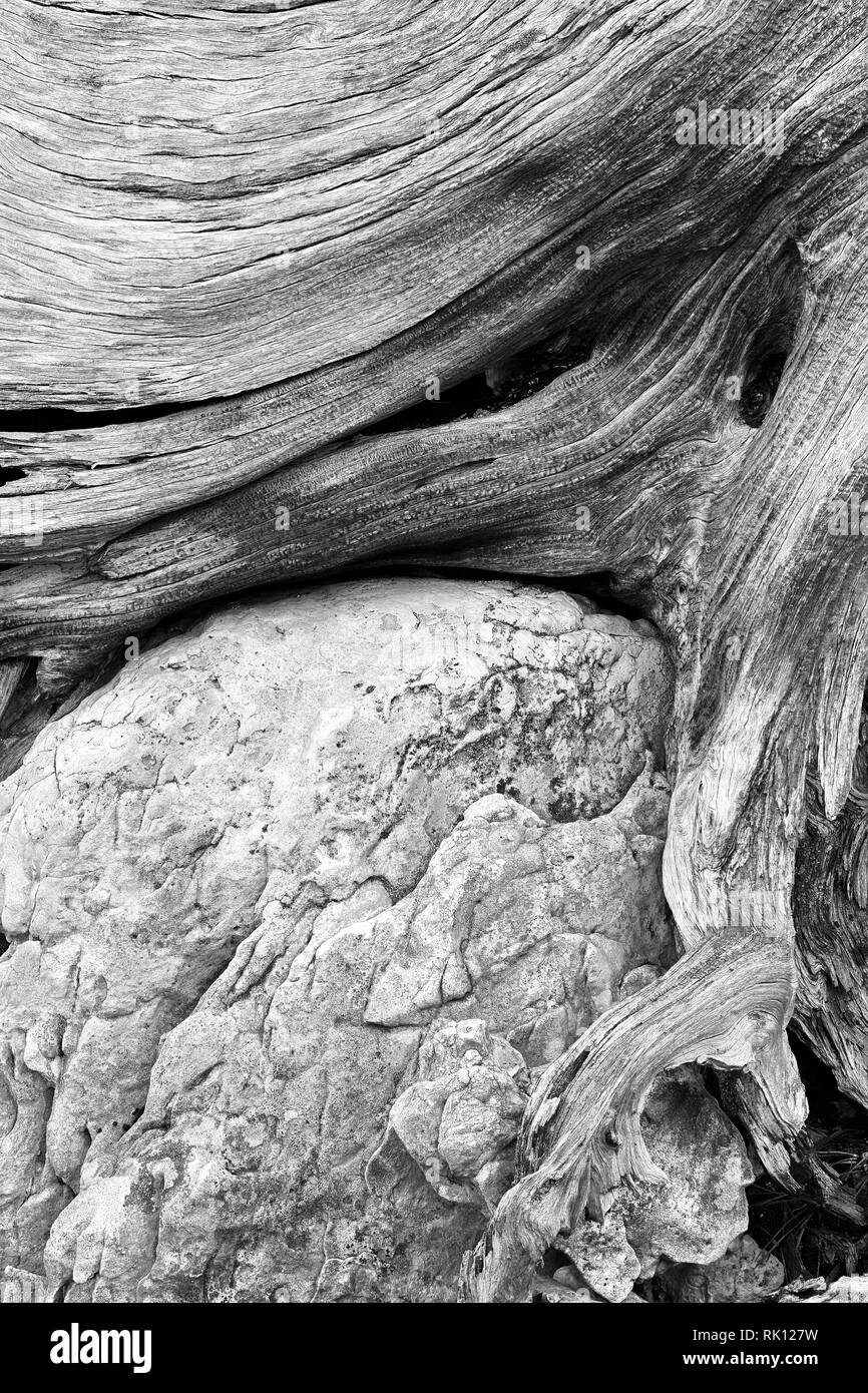 Alte Baumwurzel um ein Kalkstein oder Dolomit Boulder, Dolomiten, Italien gewachsen. Schwarz und Weiß Stockfoto