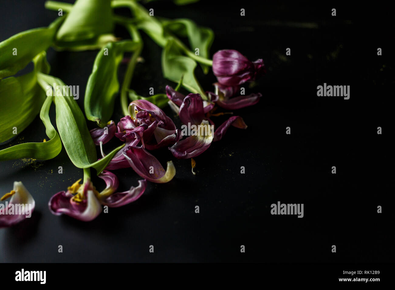 Blumenstrauß aus Tulpen Welken auf einem schwarzen depressiven Hintergrund. Gefallenen Blütenblätter der Tulpen auf einem dunklen Hintergrund. Makroaufnahme. Depressive alte Blumenstrauß Stockfoto