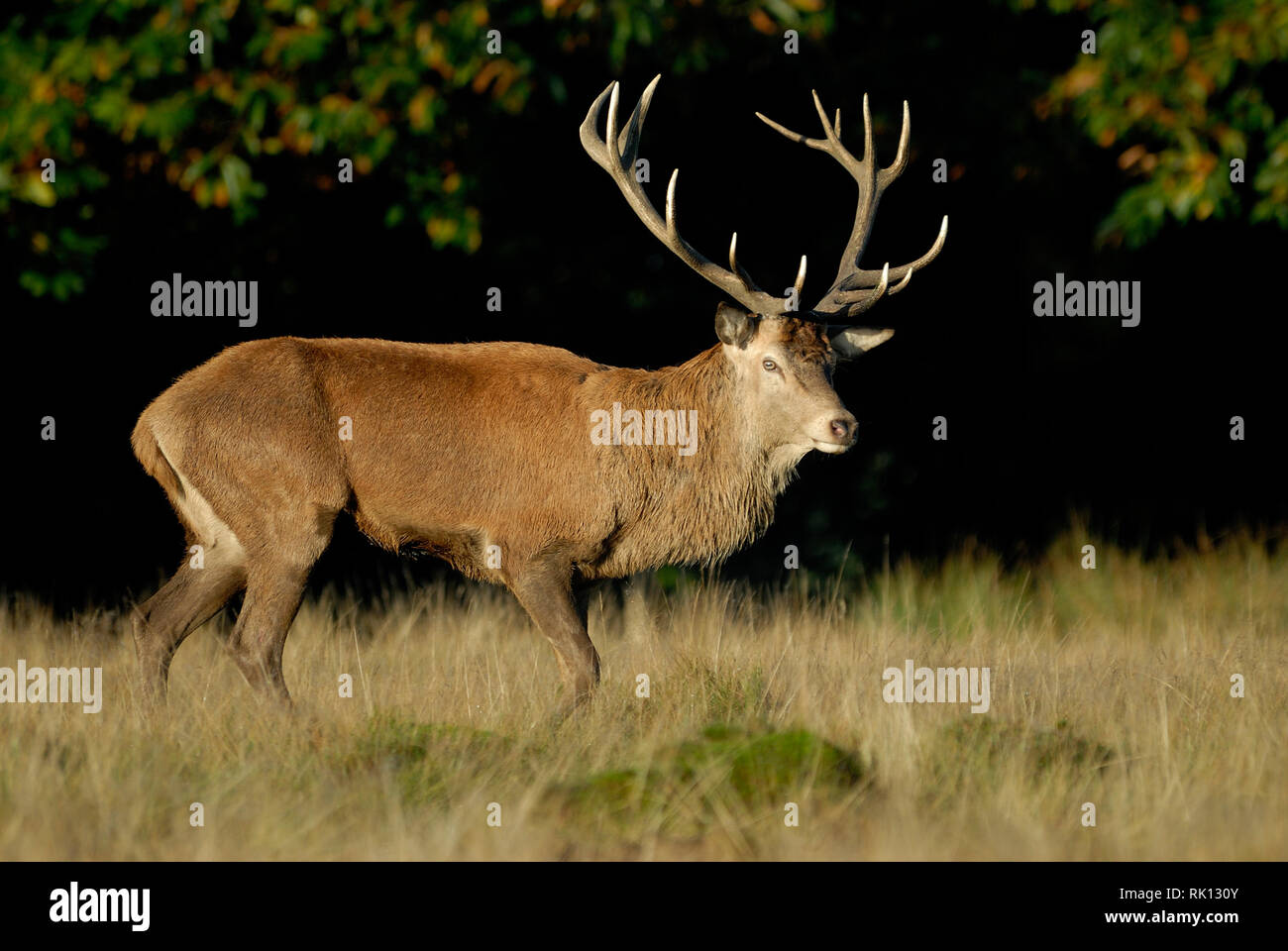 Red deer Stockfoto