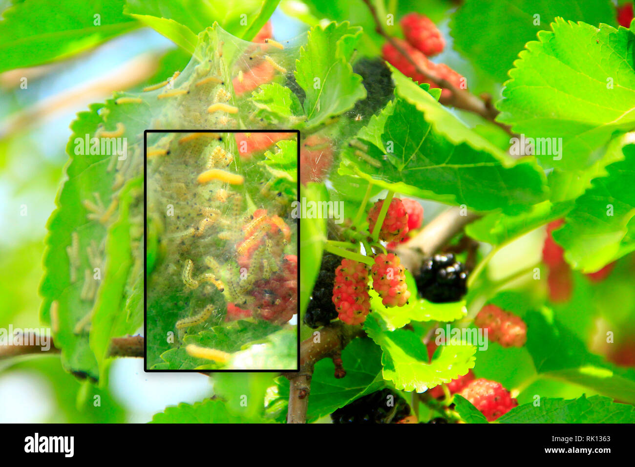 Raupen fressen Blätter des Maulbeerbaumes Makro. Zweig mit ripe Mulberry und Bombyx mori. Insekten Schädlinge fressen grüne Blätter des Maulbeerbaumes hautnah. Stockfoto