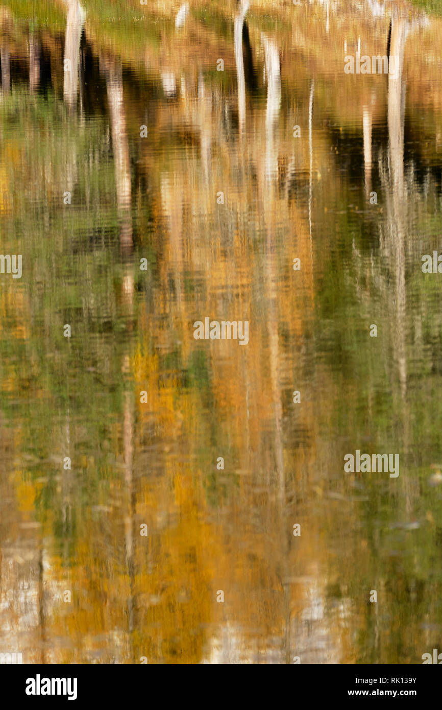 Bäume und Herbstfarben im Lago Antorno, in der Nähe von Misurina, Dolomiten, Venetien, Italien wider Stockfoto