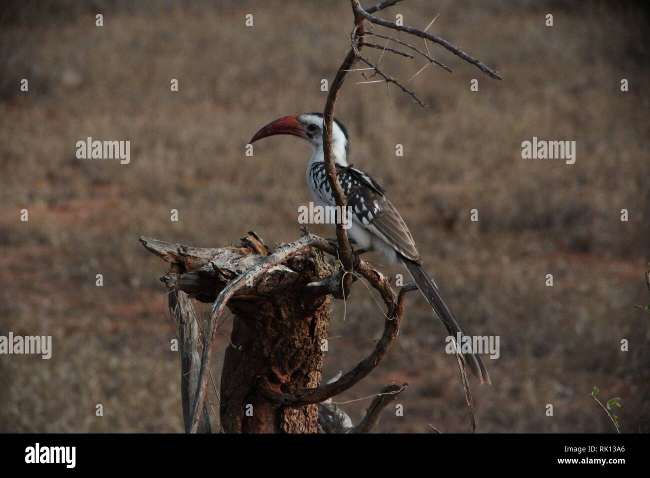 Northern Red-billed Hornbill (Tockus erythrorhynchus) in den Dornstrauch Tsavo Ost Nationalpark, Kenia Stockfoto