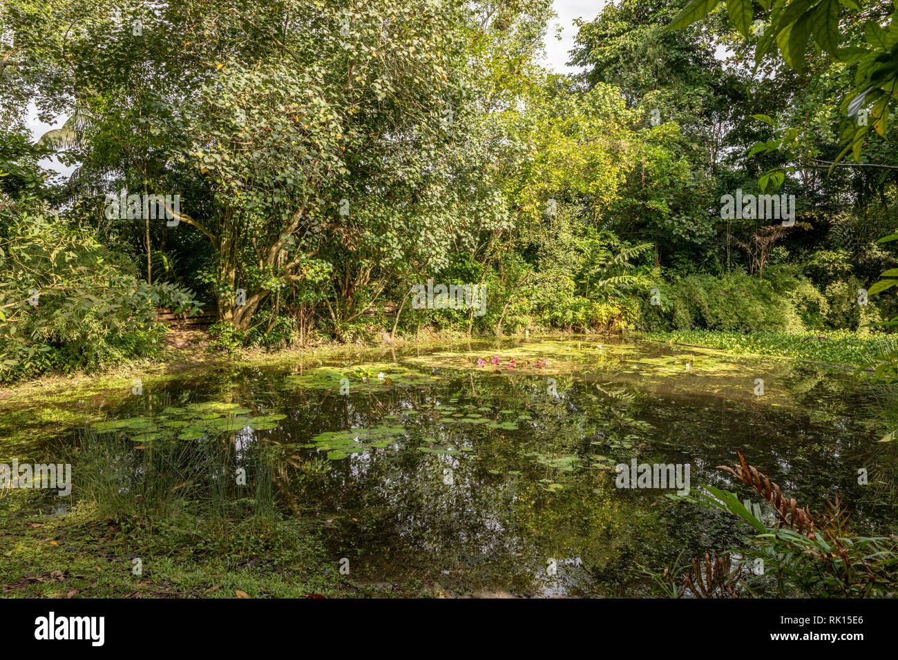 Teich mit Seerosen im Wetland Centre in Sungei Buloh Wetland Reserve. Stockfoto