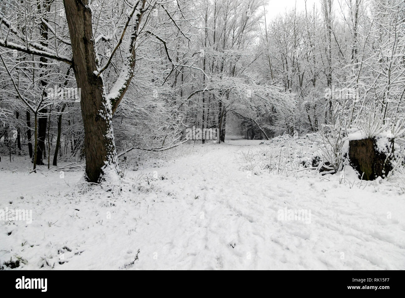 Verschneite Landschaft, Hunde, Chorlton Ees, Manchester, UK Stockfoto