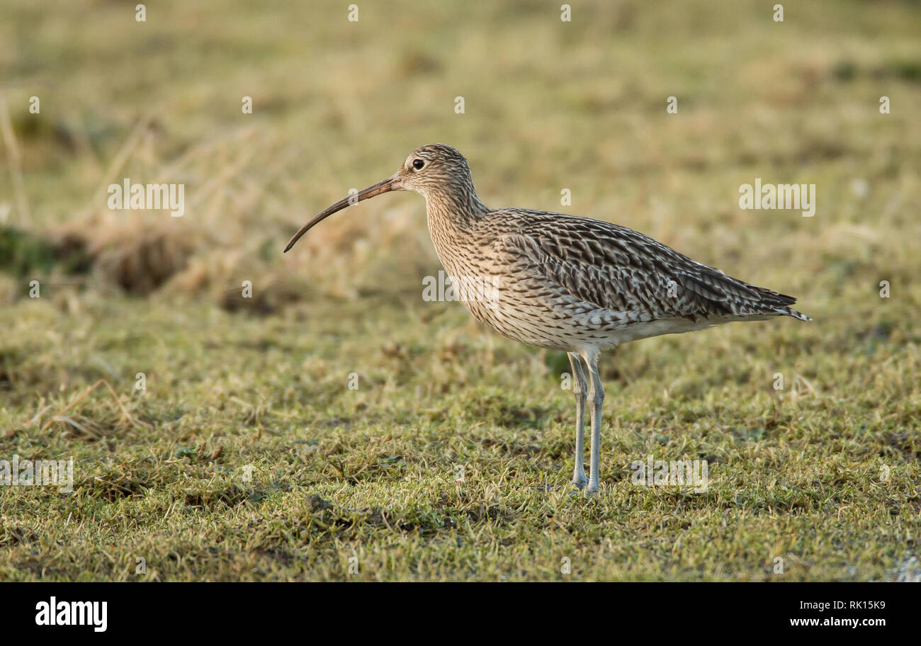 Curlew - Numenius arquata - auf Grünland auf der Suche nach Nahrung Stockfoto