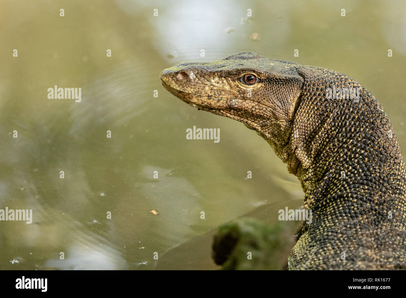 Malaiische Wasser Waran, Varanus Salvator, in Sungei Buloh Wetland Reserve Stockfoto