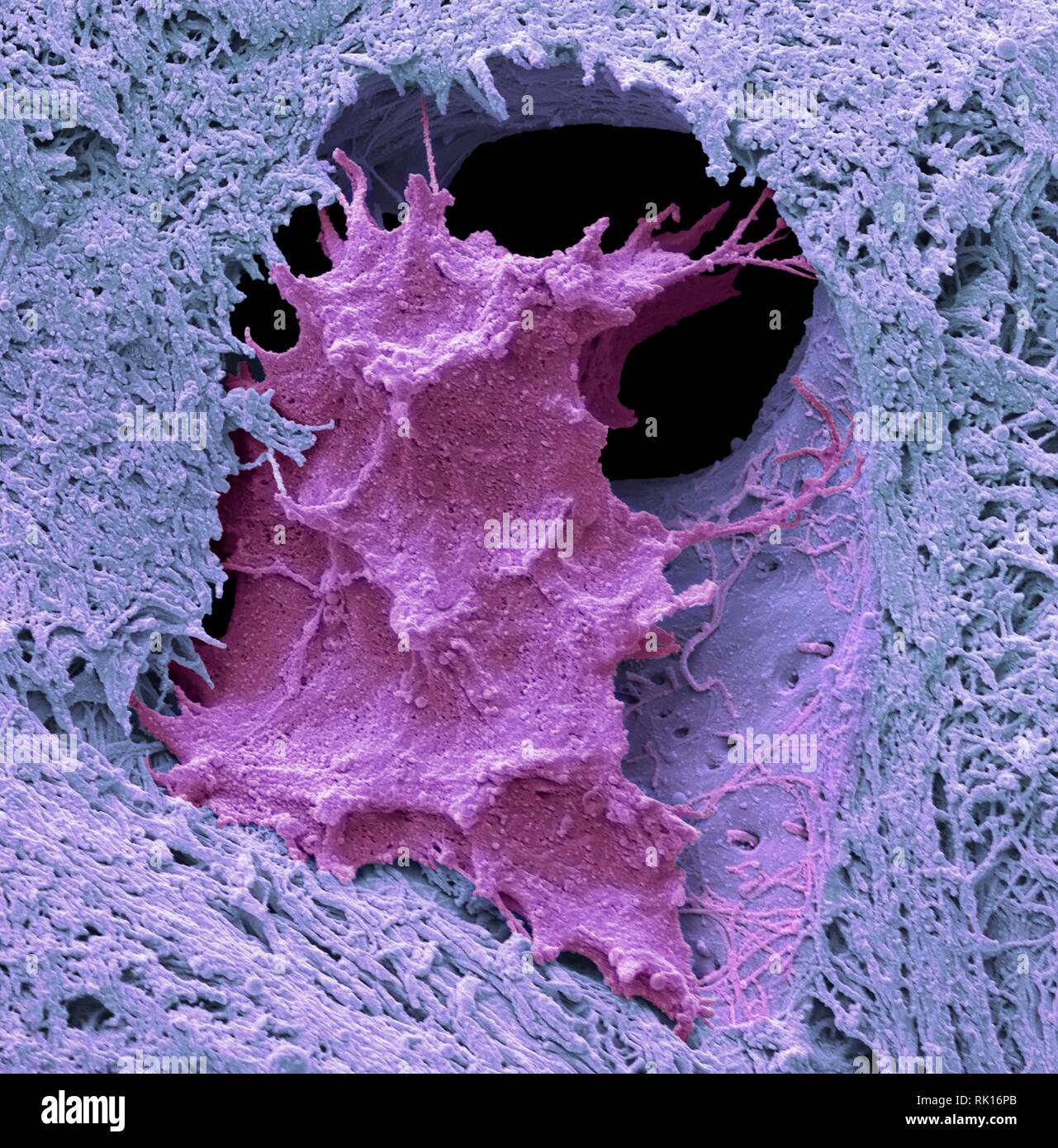 Osteocyte Knochen Zelle, SEM Stockfoto
