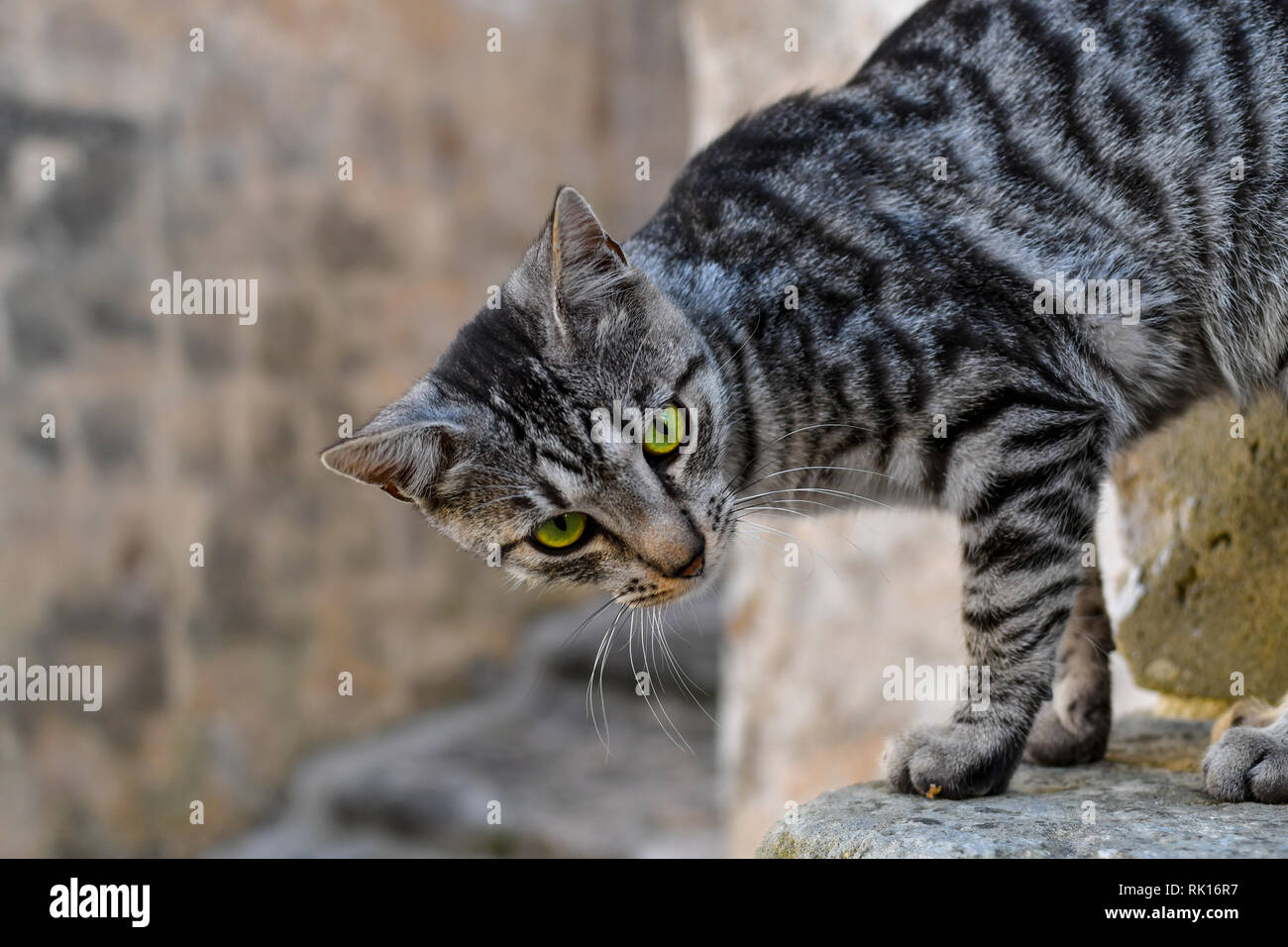 Eine schöne Silber und Schwarz streunende Katze Katze mit grünen Augen steht auf einem Felsvorsprung in der antiken Sassi von Matera, Italien Stockfoto