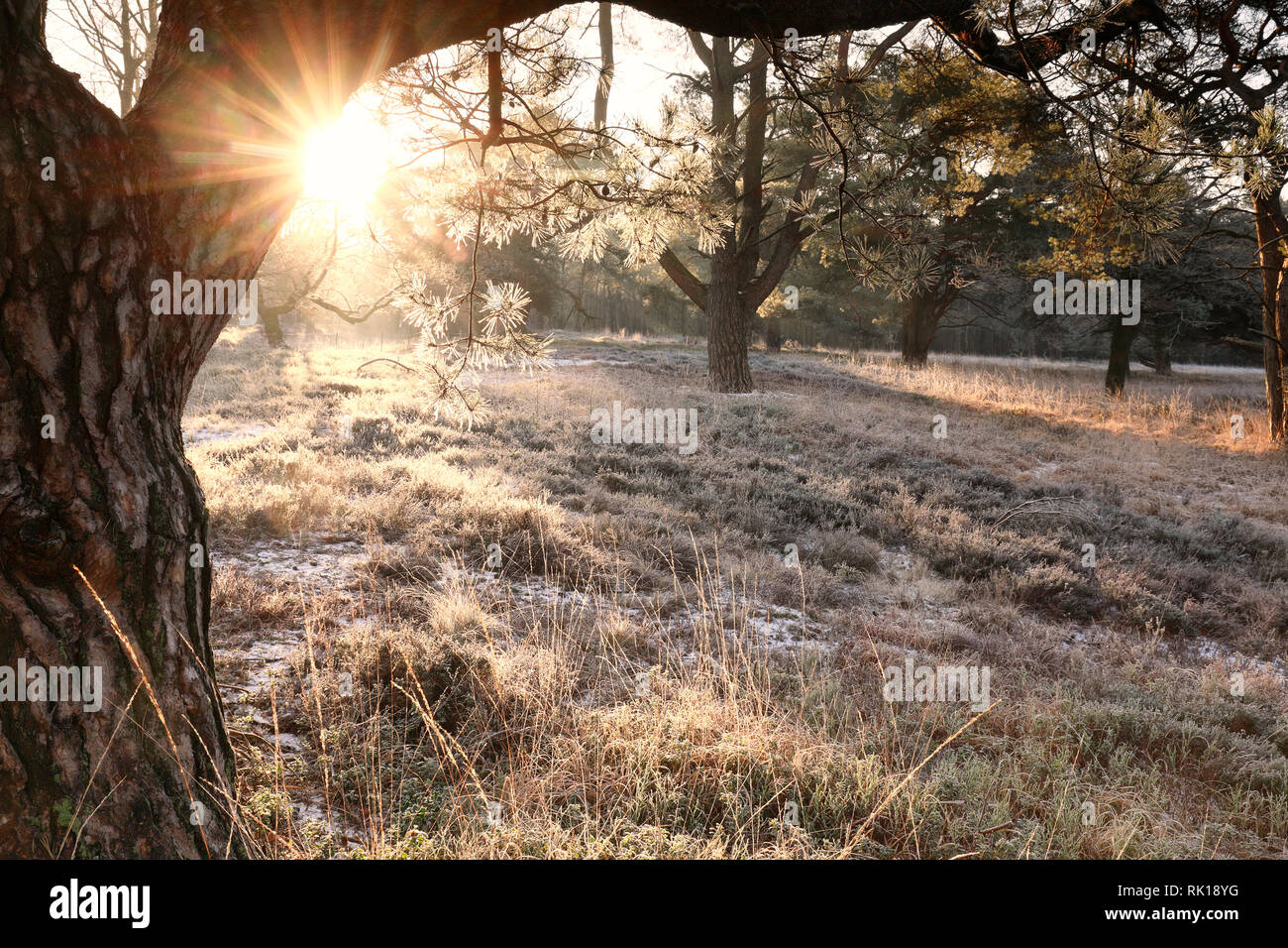 Morgen Sonnenschein hinter Pine Tree Stockfoto