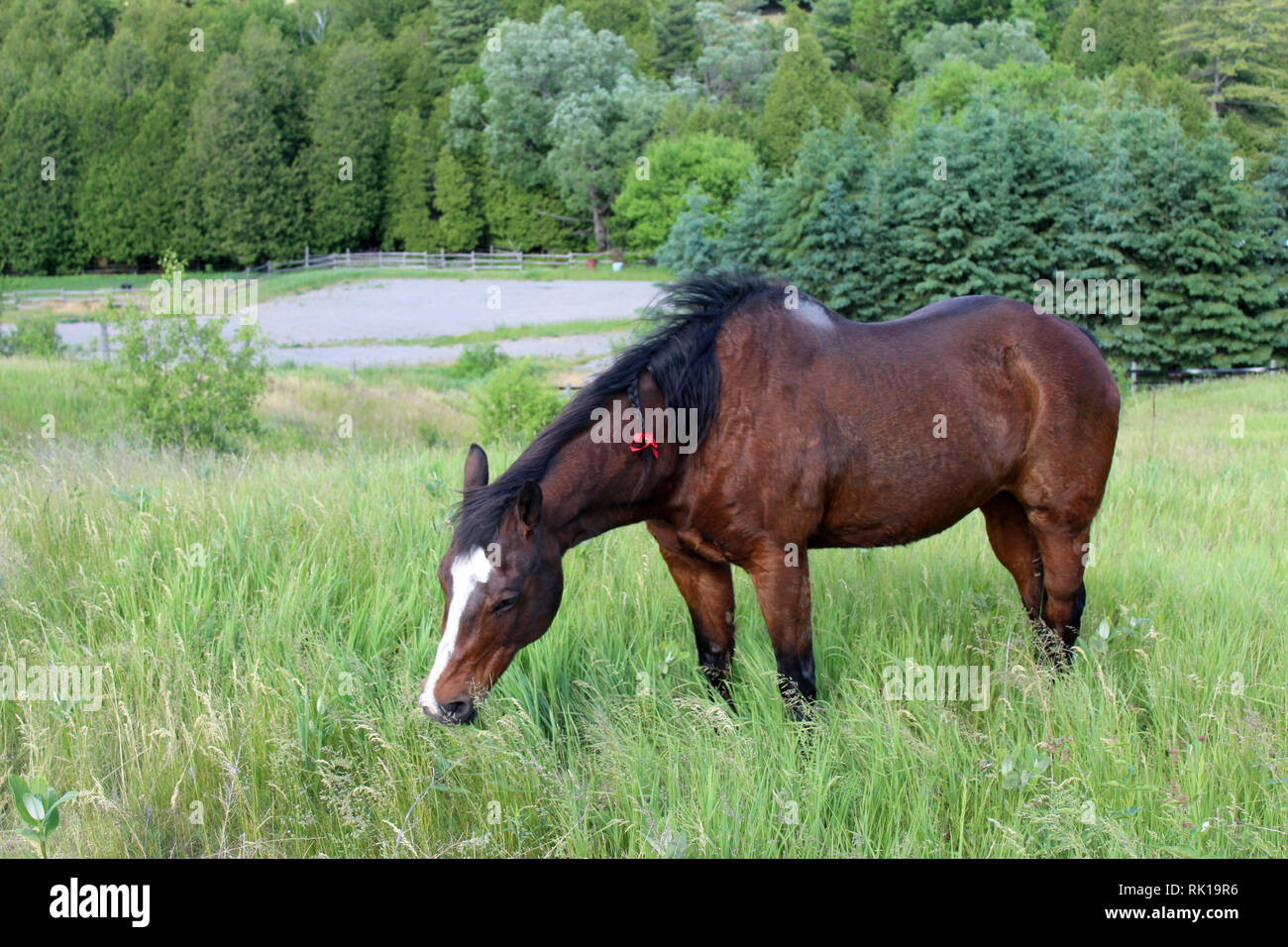 Letzter Tag für die geriatrische alte Quarter Horse Stute Stockfoto
