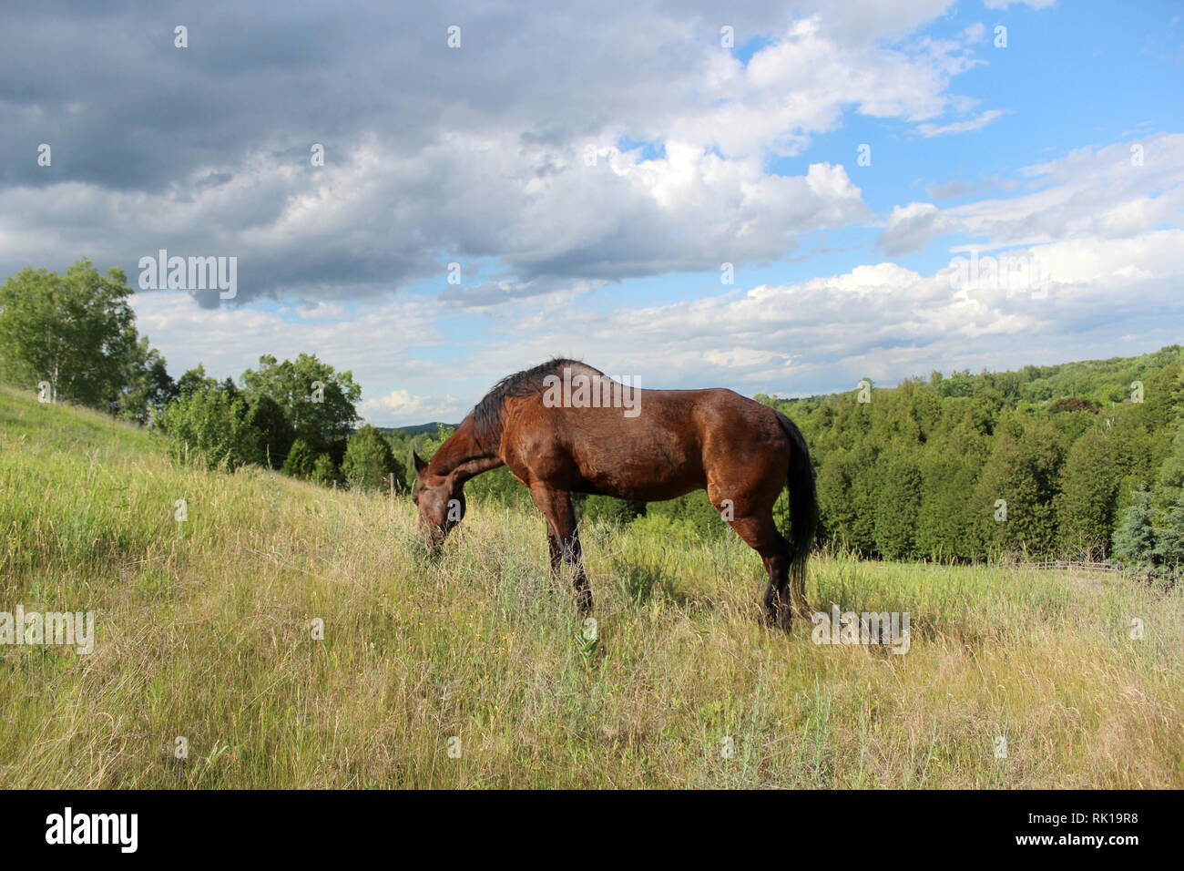 Letzter Tag für die geriatrische alte Quarter Horse Stute Stockfoto