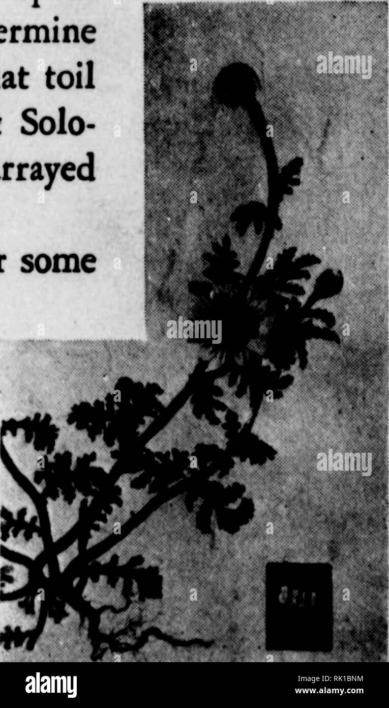 . Arthur und Fritz Kahn Sammlung 1889-1932. Kahn, Fritz 1888-1968; Kahn, Arthur David 1850-1928; Natural history Illustratoren; Natural History. Das Museum von BIBUCAL Botanik an der Hebräischen Universität in Jerusalem Held th" Proben von Dr. Ha-R "ubeni werden angezeigt. H" hat auch eine complefod monumenfal arbeiten. illustratod in Farbe, auf seine Studien. Dies ist in hebräisch veröffentlicht werden, aber die "th" hopa, dass Verlage auch Sae die Möglichkeiten eines Englischen edifion BLUMEN DER BIBEL Sie heute wachsen, wie sie in den alten Zeiten wussten von PAULINE ROSENBERG EINE besuchen müssen, um Palästina zu Stockfoto