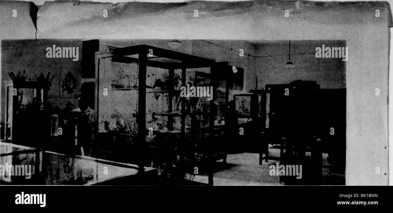 . Arthur und Fritz Kahn Sammlung 1889-1932. Kahn, Fritz 1888-1968; Kahn, Arthur David 1850-1928; Natural history Illustratoren; Natural History. .- • ^W^^ E^-^'f f. Das Museum von BIBUCAL Botanik an der Hebräischen Universität in Jerusalem Held th" Proben von Dr. Ha-R "ubeni werden angezeigt. H" hat auch eine complefod monumenfal arbeiten. illustratod in Farbe, auf seine Studien. Dies ist in hebräisch veröffentlicht werden, aber die "th" hopa, dass Verlage auch Sae die Möglichkeiten eines Englischen edifion BLUMEN DER BIBEL Sie heute wachsen, wie sie in den alten Zeiten wussten von PAULINE ROSENBERG MUSS MAN Stockfoto