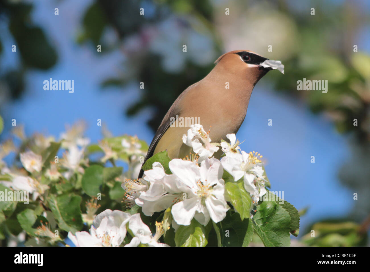 Cedar Waxwings essen Apfelblüte Stockfoto