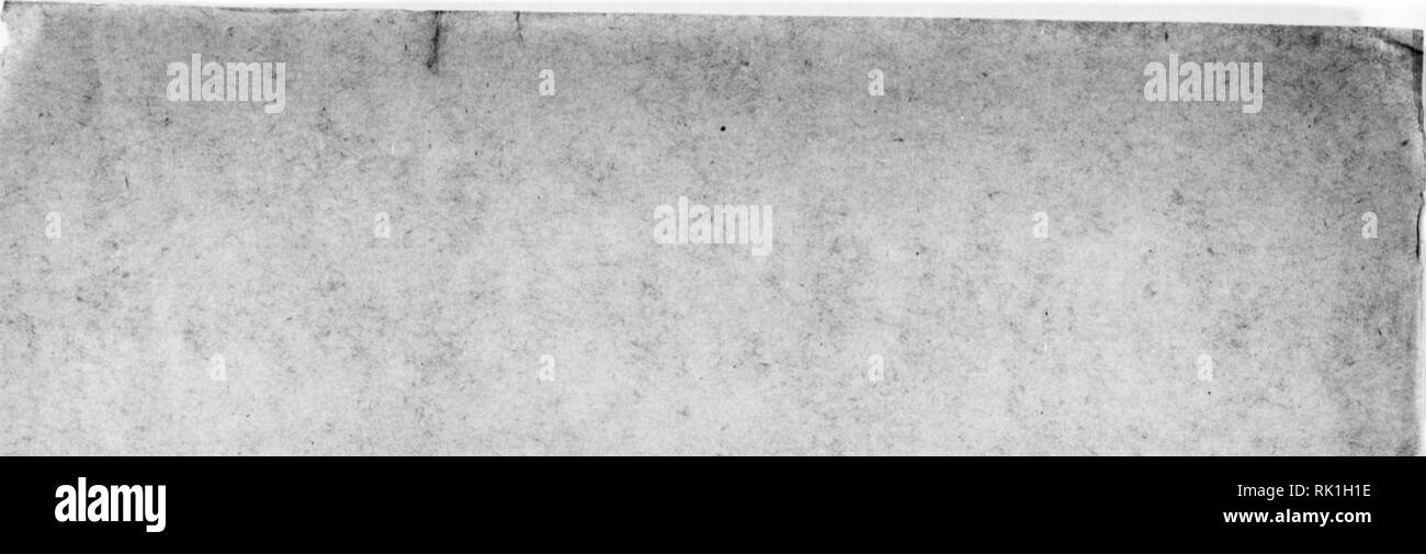 . Arthur und Fritz Kahn Sammlung 1889-1932. Kahn, Fritz 1888-1968; Kahn, Arthur David 1850-1928; Natural history Illustratoren; Natural History. I. KAPITEL VI sterben Walder schwinden 1 Heulet, ihr Tarmen, denn sterben Cedern gefeillcn Sindh und herrlichen Sindh diÂ" zerstÃ¶rt! Heulet, Ã¼ir Eichen Basans, denn "der feste Vfald ist uagehauenl Secharja 11^. Bitte beachten Sie, dass diese Bilder sind von der gescannten Seite Bilder, die digital für die Lesbarkeit verbessert haben mögen - Färbung und Aussehen dieser Abbildungen können nicht perfekt dem Original ähneln. extrahiert. Kahn, Arthur und Fritz. Stockfoto