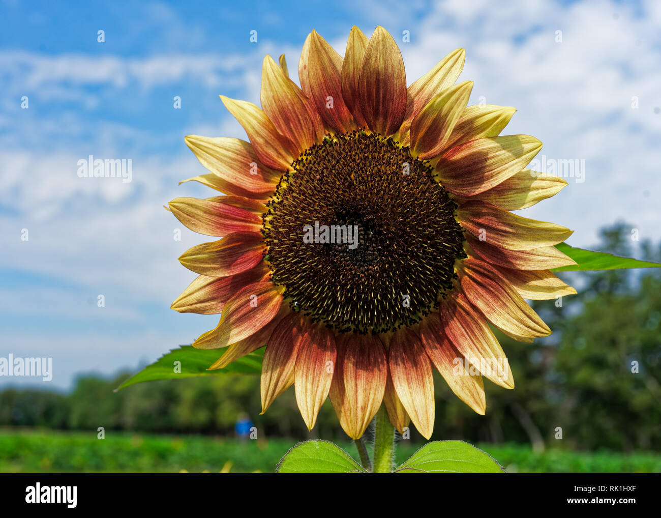 Pro Cut Pflaume Sunfower in einer Blume versuch Garten. Stockfoto